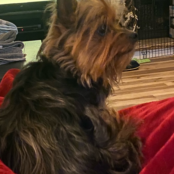 Meet your Posher, Christy - Picture 5 of 5